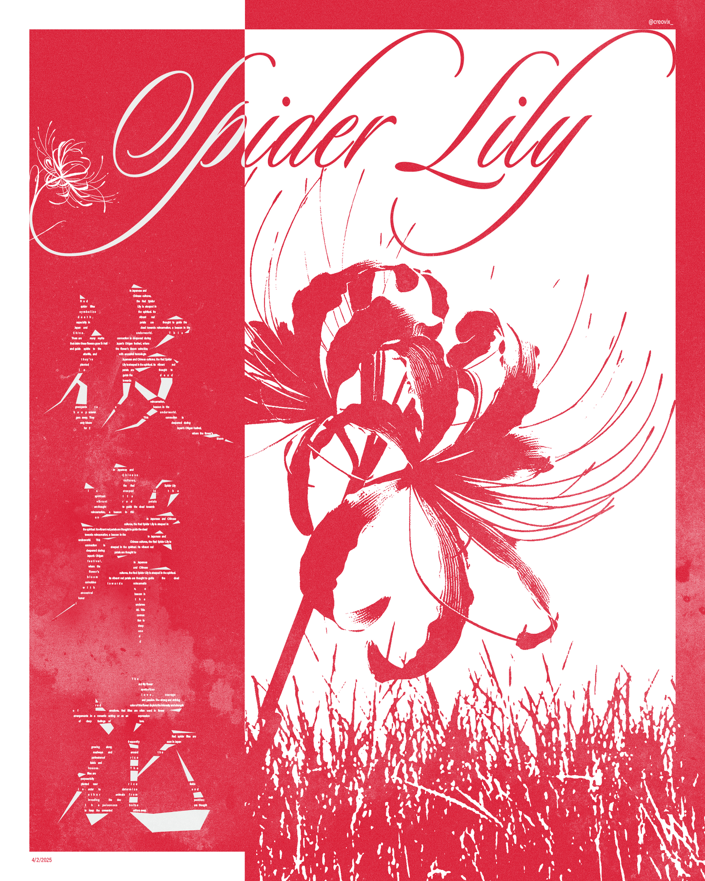 Japanese Spider Lily