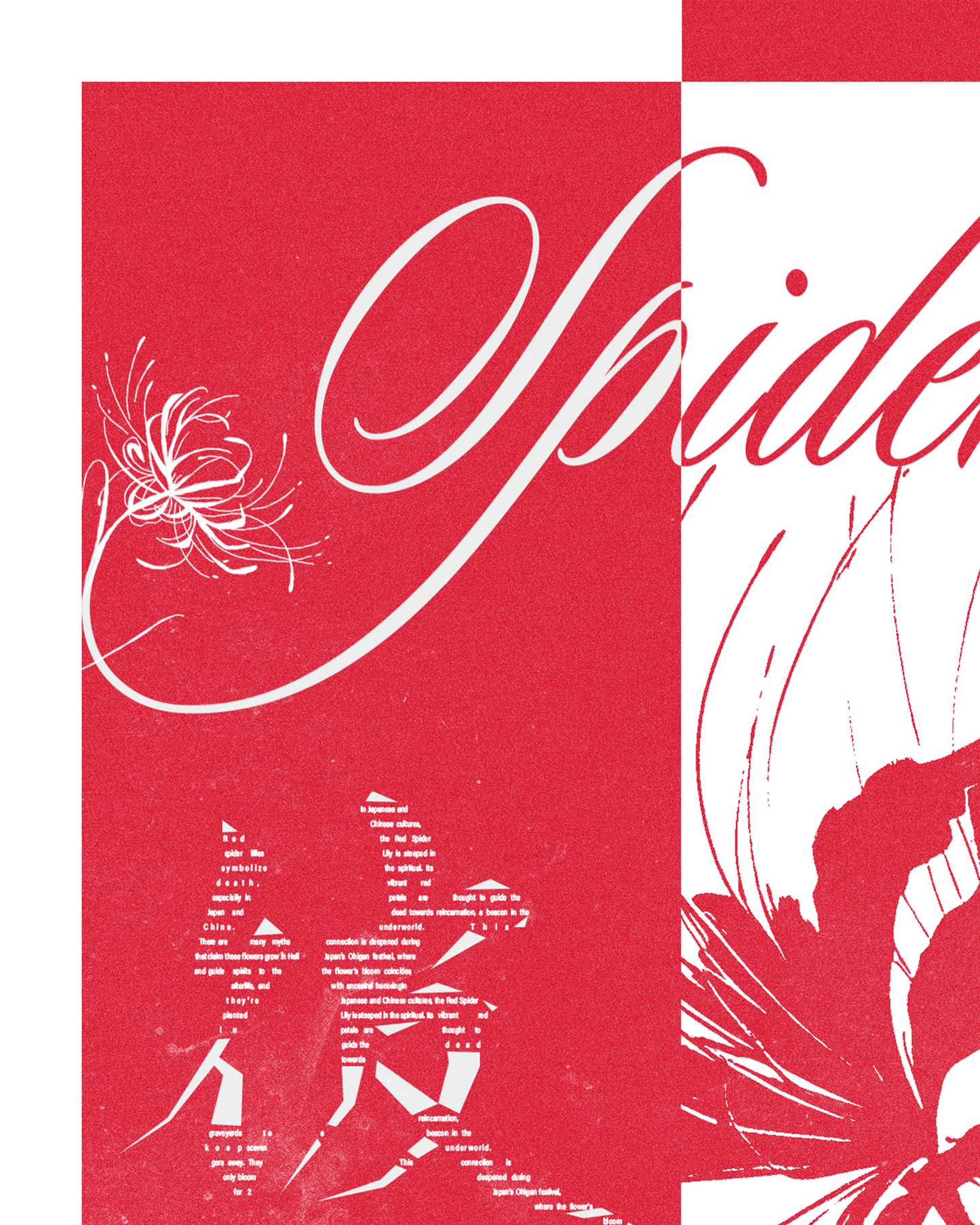 Japanese Spider Lily