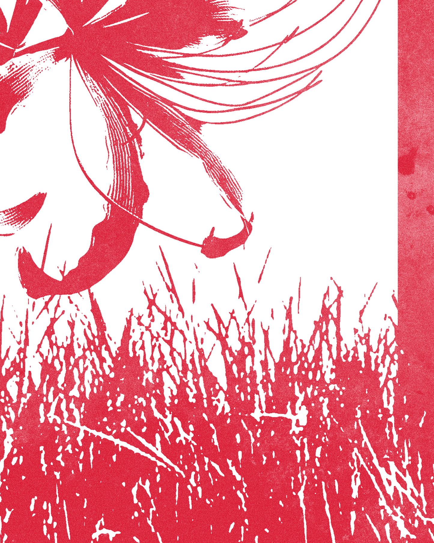 Japanese Spider Lily