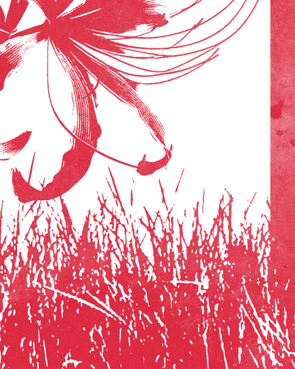 Japanese Spider Lily